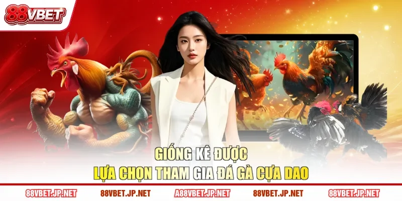 Giống kê được lựa chọn tham gia đá gà cựa dao
