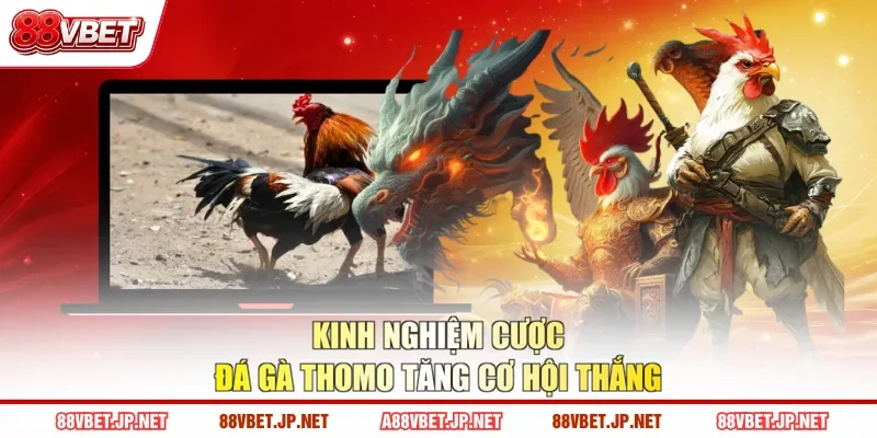 Kinh nghiệm cược đá gà Thomo tăng cơ hội thắng